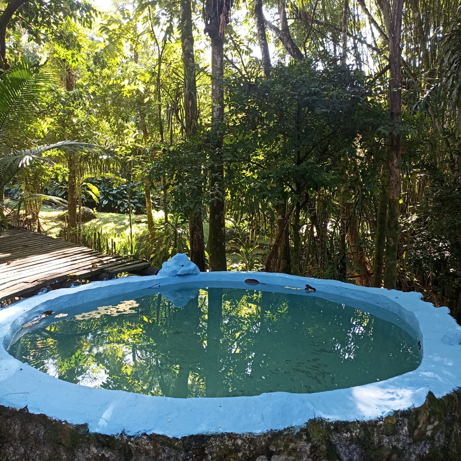A small, compact plunge-style pool surrounded by trees, illustrating the scale of a plunge or cocktail pool compared to a full-size pool